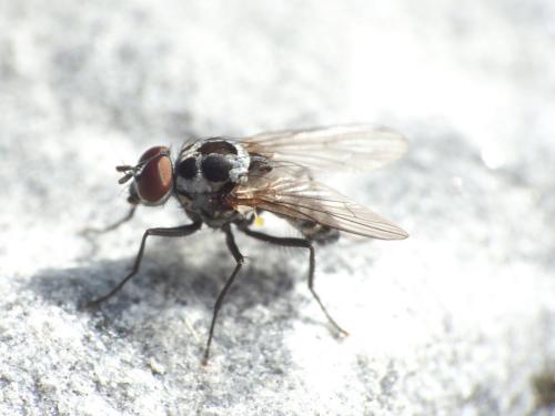 Anthomyia pluvialis